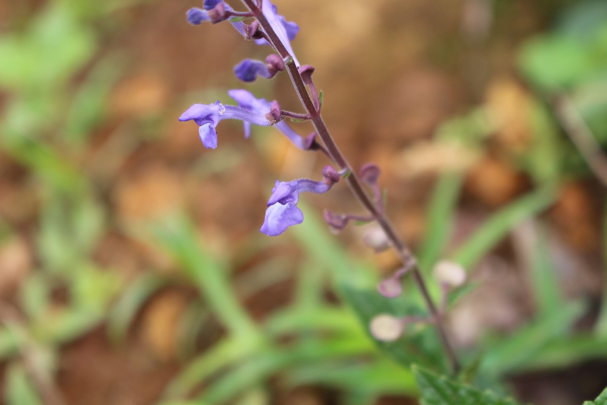 Scutellaria violacea var. violacea Heyne ex Benth.